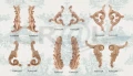 ornament-aplikacja-z-pylu-drzewnego-lewy-f560338l-4