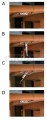 zaczep222_big.jpg